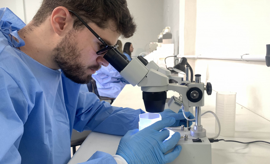 58 milhões de wolbitos devem ajudar Londrina no combate às arboviroses