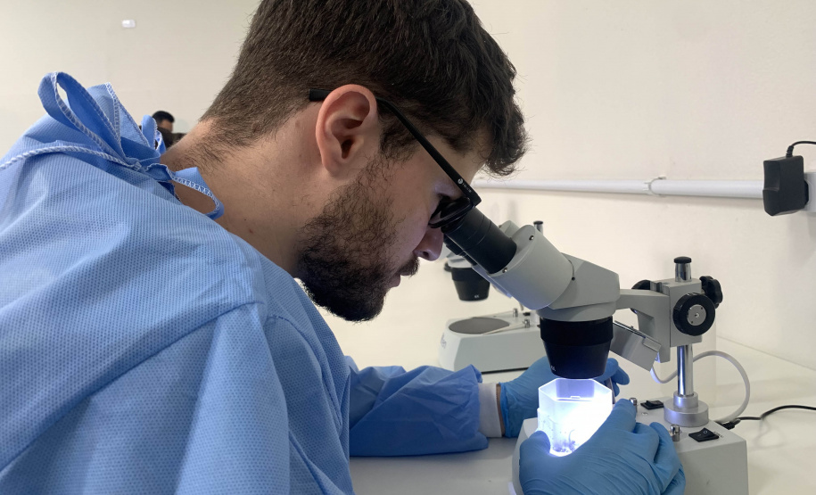 58 milhões de wolbitos devem ajudar Londrina no combate às arboviroses