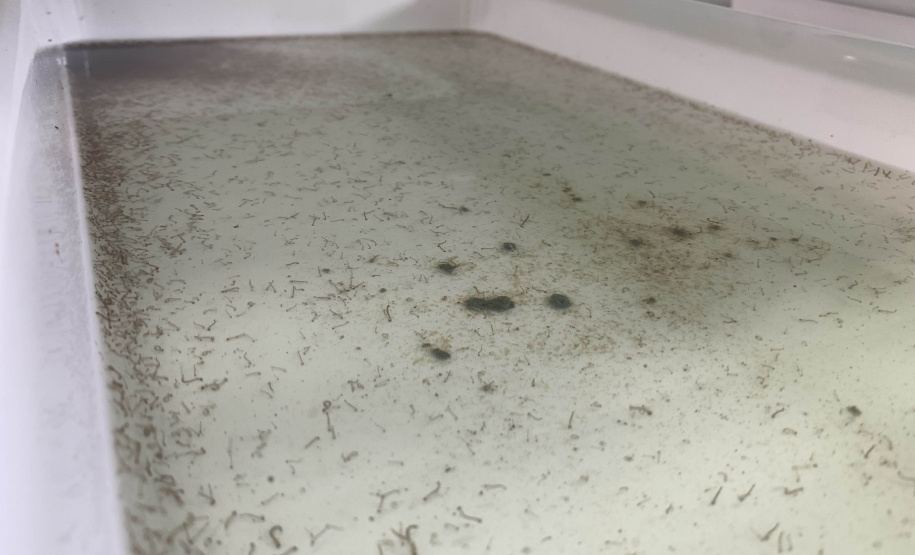 58 milhões de wolbitos devem ajudar Londrina no combate às arboviroses