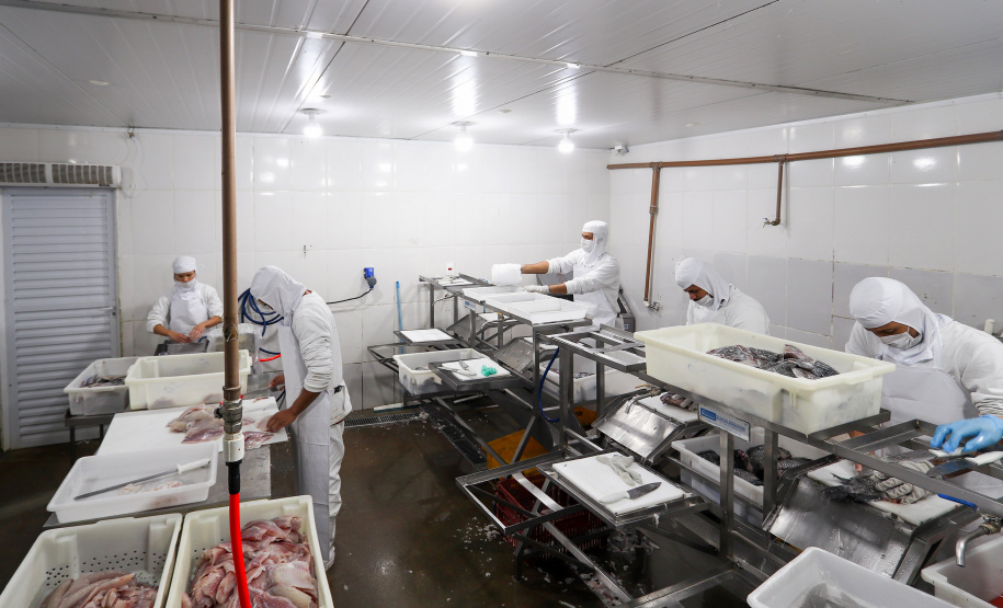 Com tilápia em alta, exportação paranaense de pescados cresceu 20% no 1º semestre de 2024