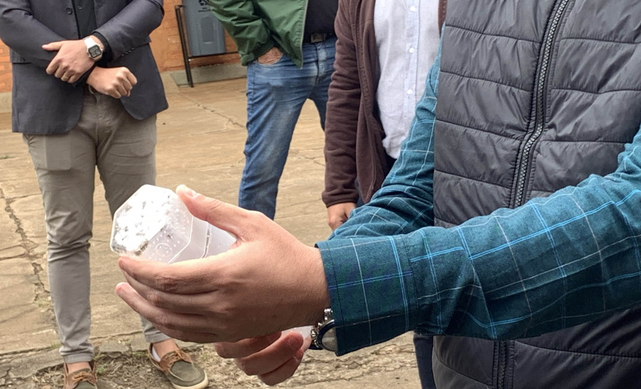 58 milhões de wolbitos devem ajudar Londrina no combate às arboviroses