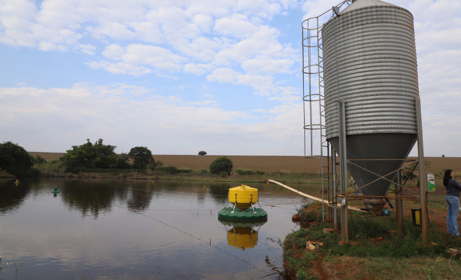 VICE PESCA DE TILÁPIA