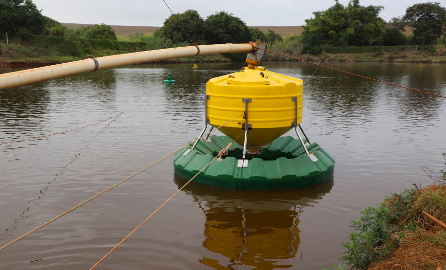 Com tilápia em alta, exportação paranaense de pescados cresceu 20% no 1º semestre de 2024