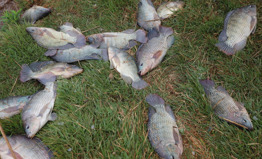 VICE PESCA DE TILÁPIA