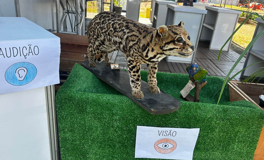 IAT promove a inclusão social e ambiental por meio dos jardins sensoriais