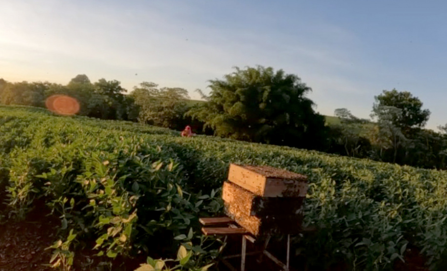 Abelhas produzem mel e aumentam a produção de grãos no Noroeste
