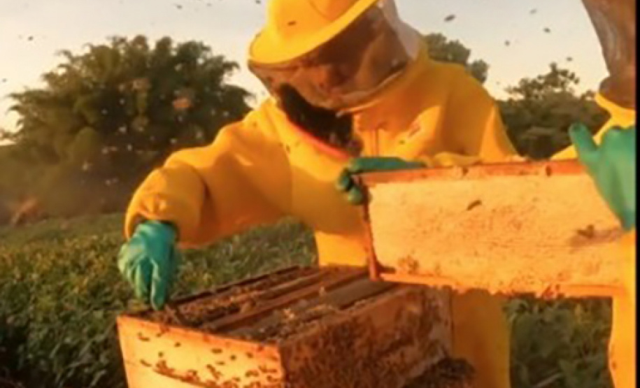 Abelhas produzem mel e aumentam a produção de grãos no Noroeste