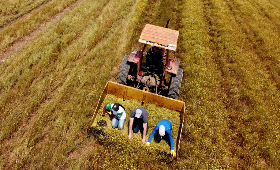 Capital da camomila, Mandirituba é o maior produtor paranaense da planta tanto em área como em produtividade.