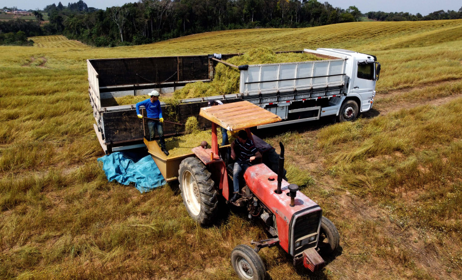 Capital da camomila, Mandirituba é o maior produtor paranaense da planta tanto em área como em produtividade.