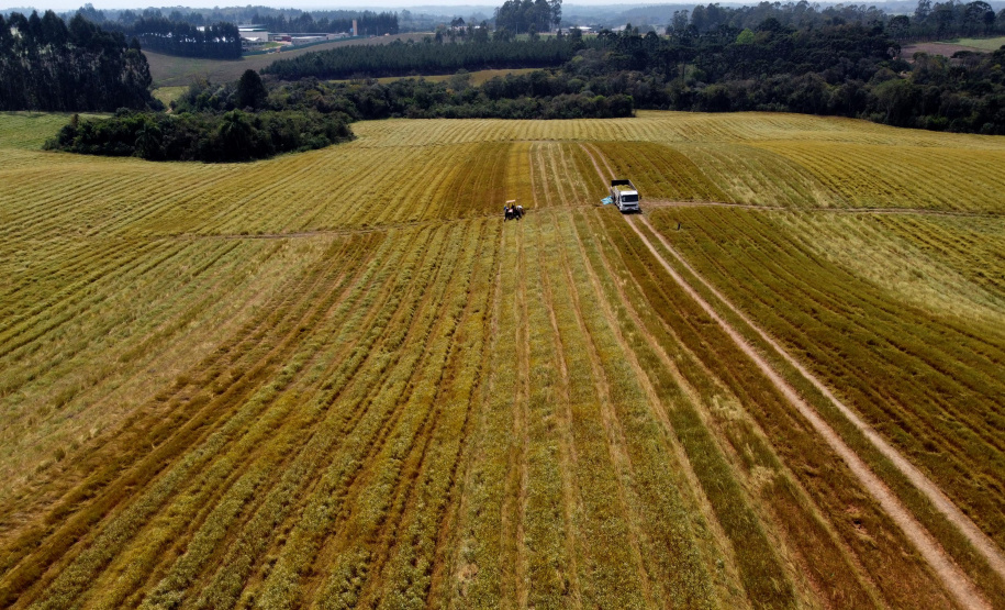 Capital da camomila, Mandirituba é o maior produtor paranaense da planta tanto em área como em produtividade.