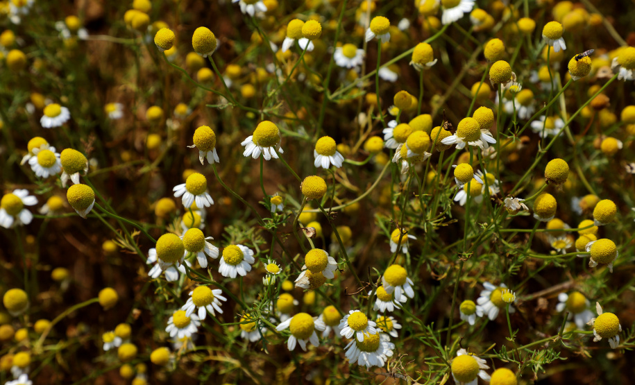 Capital da camomila, Mandirituba é o maior produtor paranaense da planta tanto em área como em produtividade.