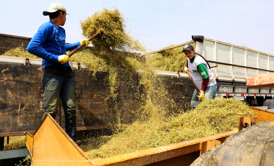 Capital da camomila, Mandirituba é o maior produtor paranaense da planta tanto em área como em produtividade.