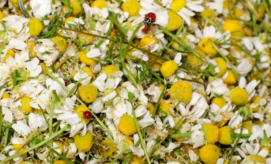 Capital da camomila, Mandirituba é o maior produtor paranaense da planta tanto em área como em produtividade.