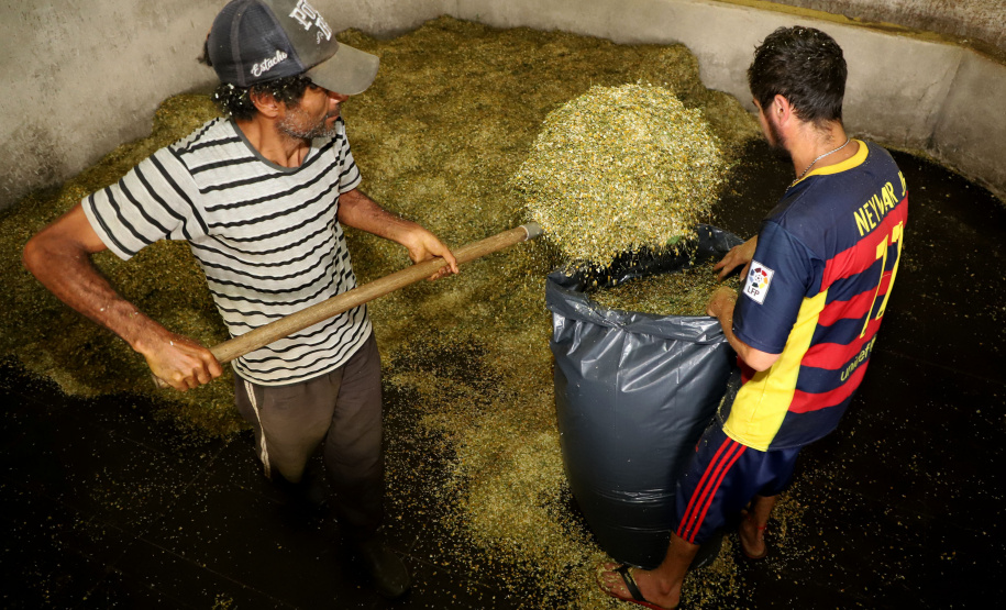 Capital da camomila, Mandirituba é o maior produtor paranaense da planta tanto em área como em produtividade.