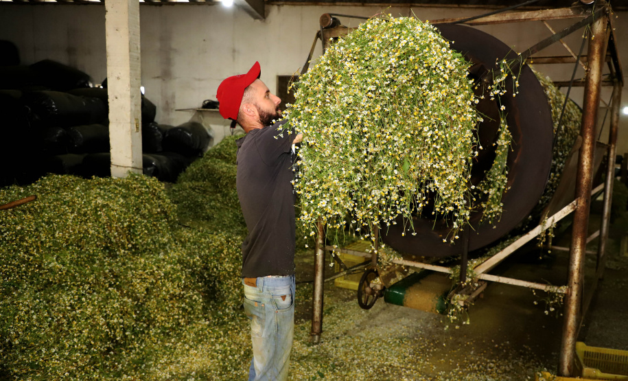 Capital da camomila, Mandirituba é o maior produtor paranaense da planta tanto em área como em produtividade.