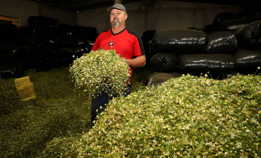 Capital da camomila, Mandirituba é o maior produtor paranaense da planta tanto em área como em produtividade.