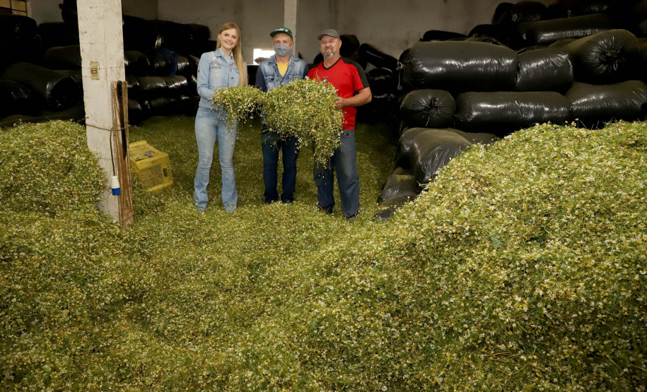 Capital da camomila, Mandirituba é o maior produtor paranaense da planta tanto em área como em produtividade.