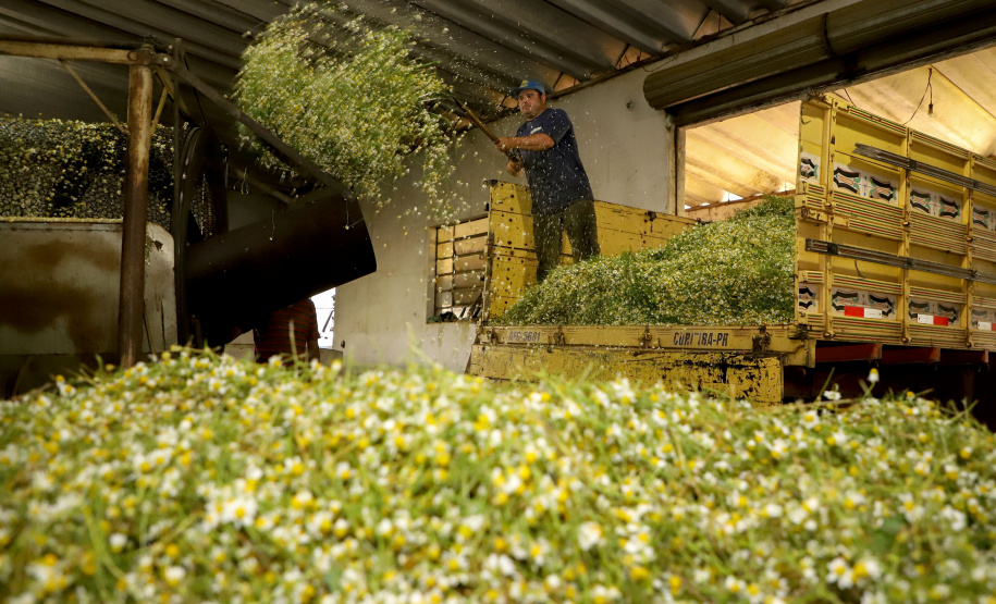 Capital da camomila, Mandirituba é o maior produtor paranaense da planta tanto em área como em produtividade.