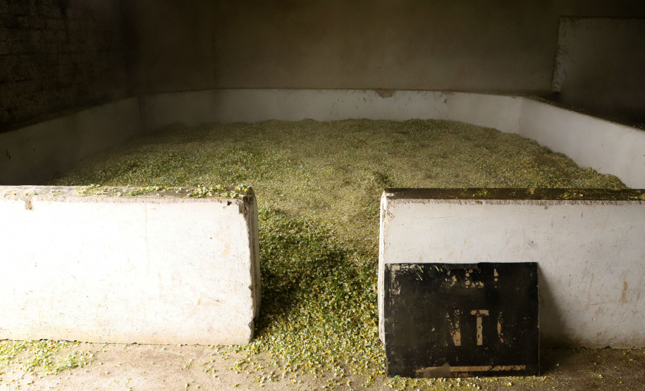 Capital da camomila, Mandirituba é o maior produtor paranaense da planta tanto em área como em produtividade.