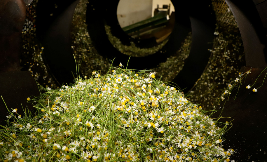 Capital da camomila, Mandirituba é o maior produtor paranaense da planta tanto em área como em produtividade.