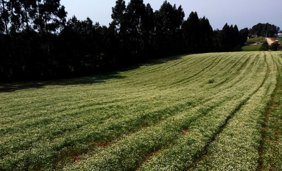 Capital da camomila, Mandirituba é o maior produtor paranaense da planta tanto em área como em produtividade.