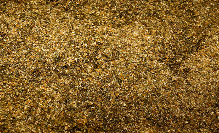 Capital da camomila, Mandirituba é o maior produtor paranaense da planta tanto em área como em produtividade.