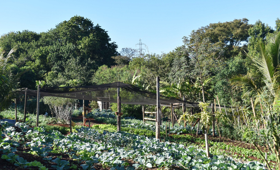 Horta comunitária do programa Cultivar Energia em Maringá recebe comitiva peruana