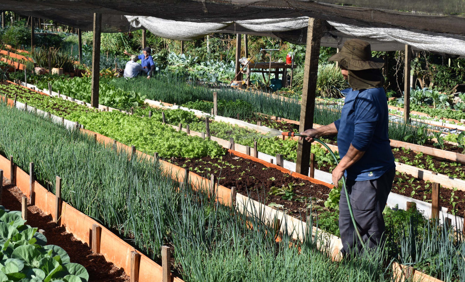 Horta comunitária do programa Cultivar Energia em Maringá recebe comitiva peruana