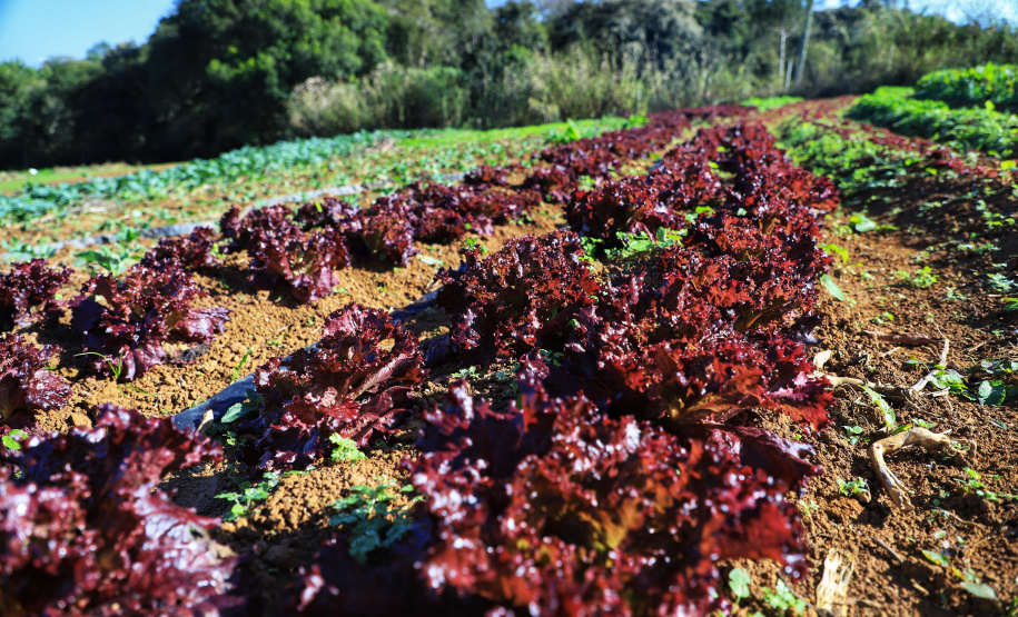 José Fernando Ogura/Arquivo AEN