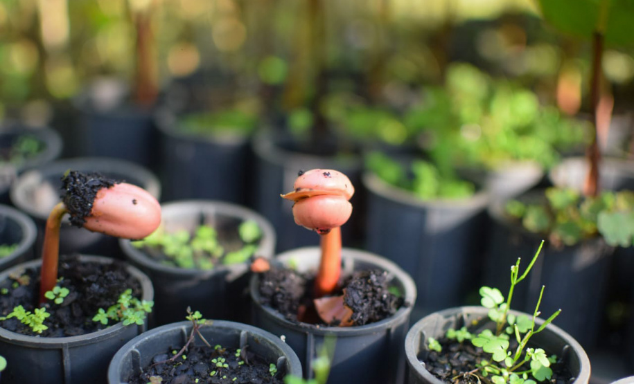 IAT REUNIÃO PETROBRAS VIVEIROS