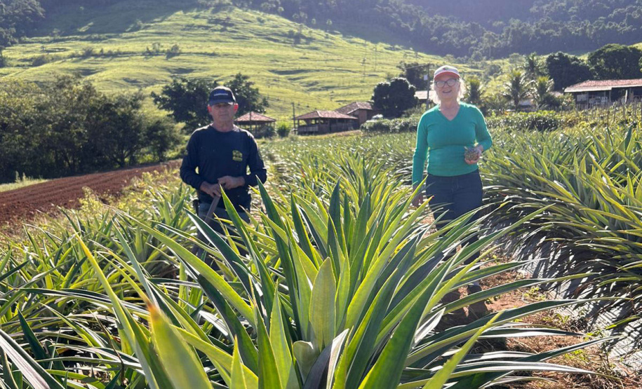 Abacaxi orgânico é a aposta de produtores do Noroeste