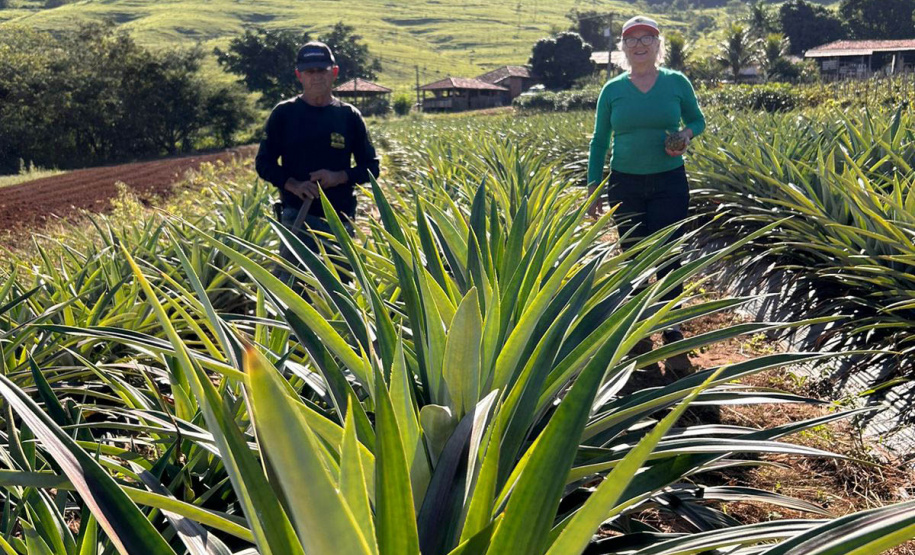 Abacaxi orgânico é a aposta de produtores do Noroeste