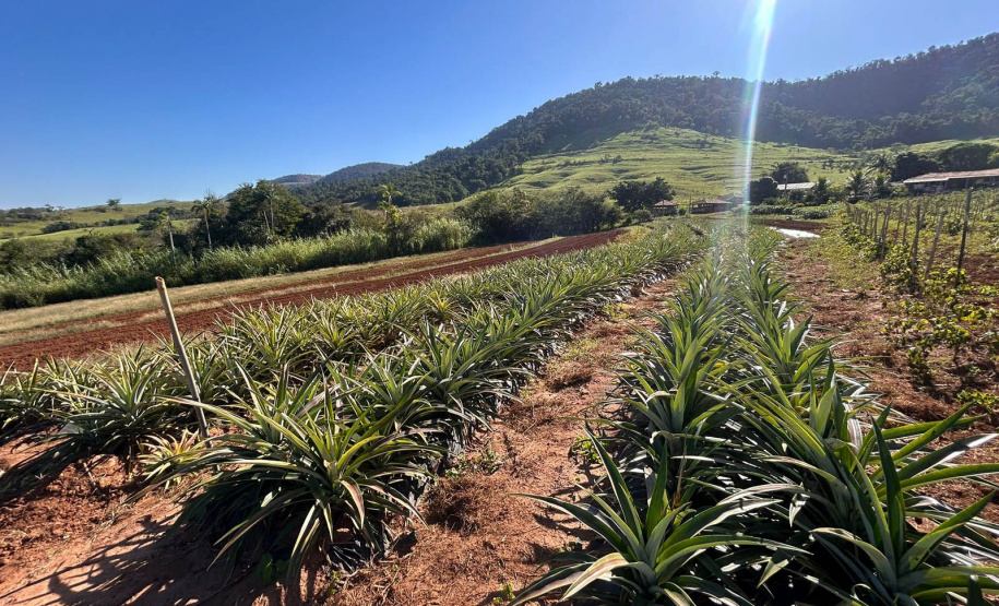 Abacaxi orgânico é a aposta de produtores do Noroeste