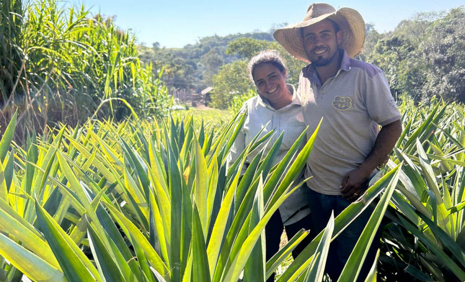 Abacaxi orgânico é a aposta de produtores do Noroeste