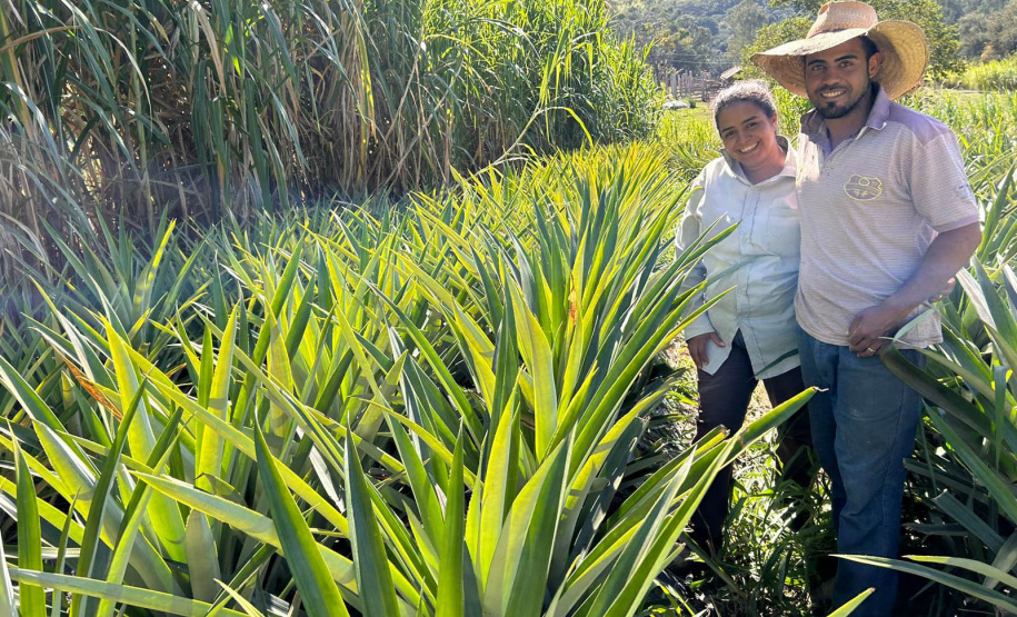Abacaxi orgânico é a aposta de produtores do Noroeste