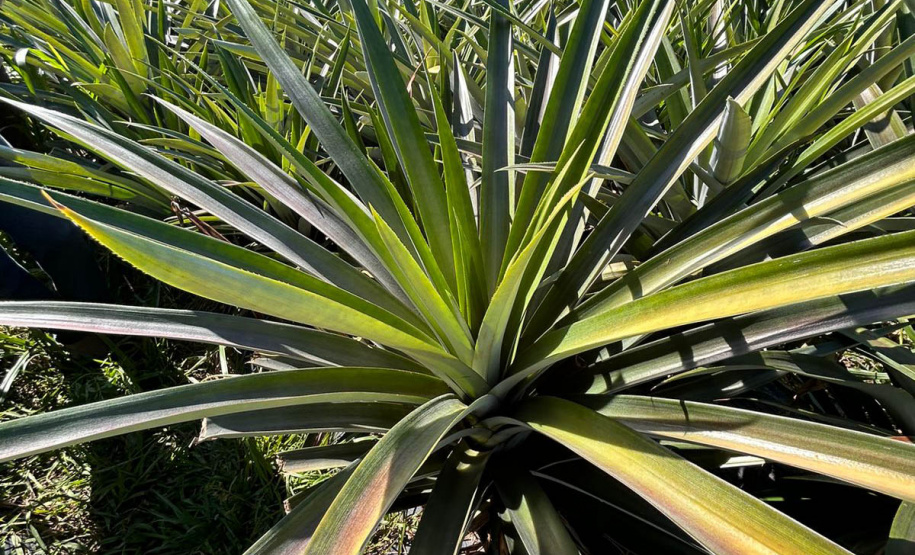 Abacaxi orgânico é a aposta de produtores do Noroeste