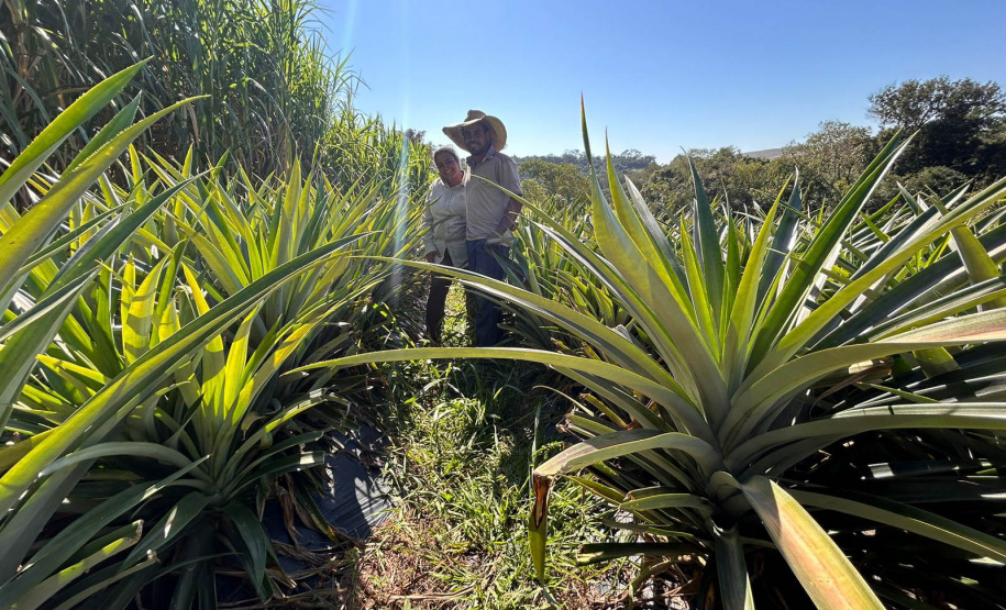Abacaxi orgânico é a aposta de produtores do Noroeste