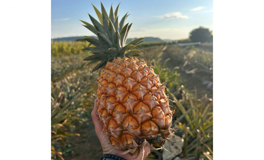 Abacaxi orgânico é a aposta de produtores do Noroeste
