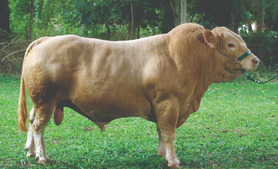 Em expansão, raça Purunã terá projeto de aprimoramento