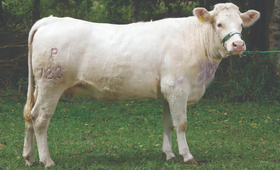 Em expansão, raça Purunã terá projeto de aprimoramento