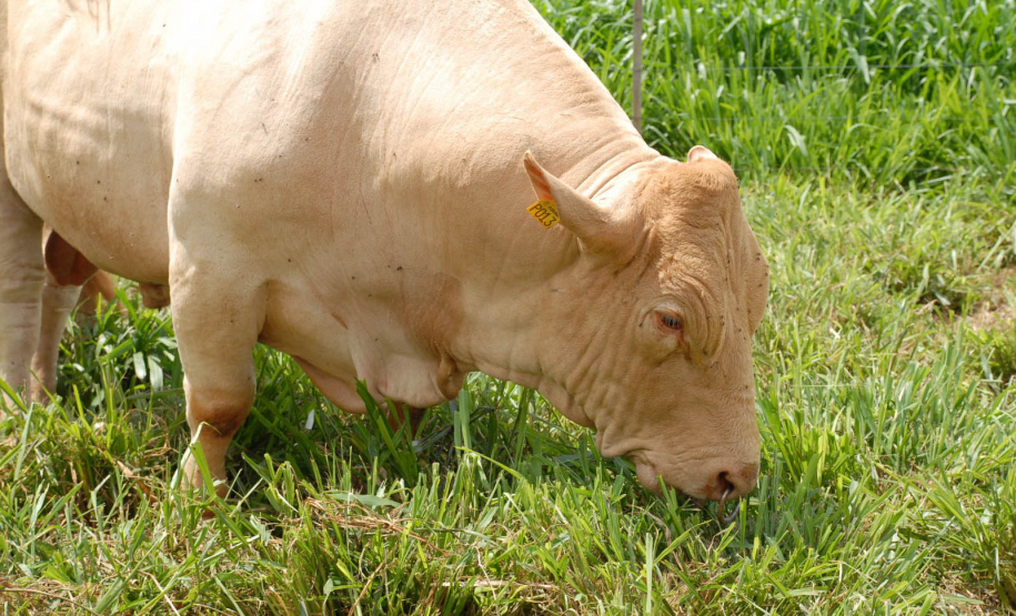 Em expansão, raça Purunã terá projeto de aprimoramento