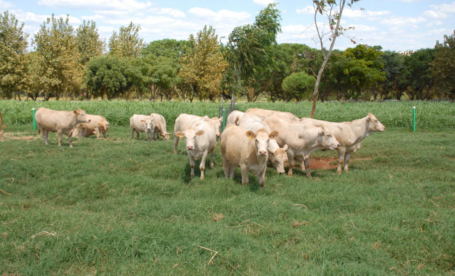 Em expansão, raça Purunã terá projeto de aprimoramento