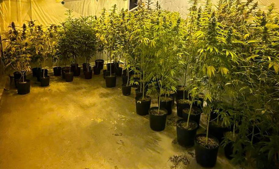 PMPR APREENDE MACONHA