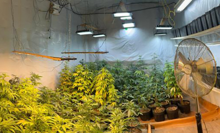 PMPR APREENDE MACONHA