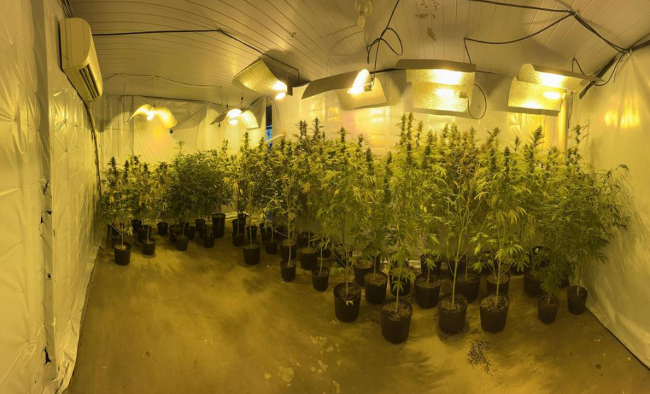 PMPR APREENDE MACONHA