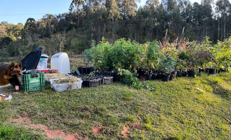 PMPR APREENDE MACONHA