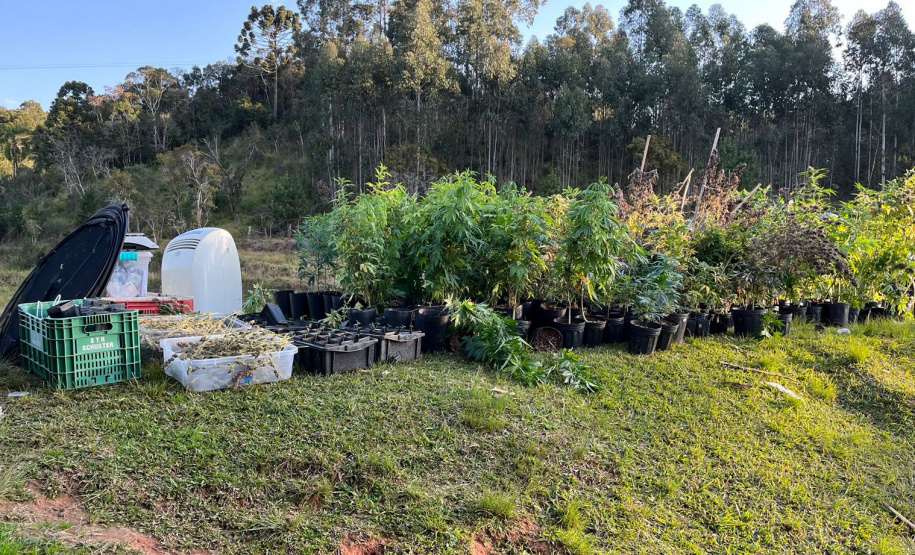 PMPR APREENDE MACONHA