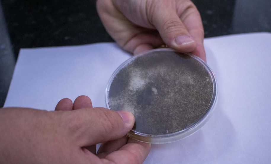 Apoiada pelo Estado, startup paranaense transforma  fungos em “carne”