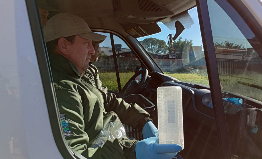 Combate à dengue: Londrina e Foz do Iguaçu iniciam liberações de 4 milhões de Wolbitos