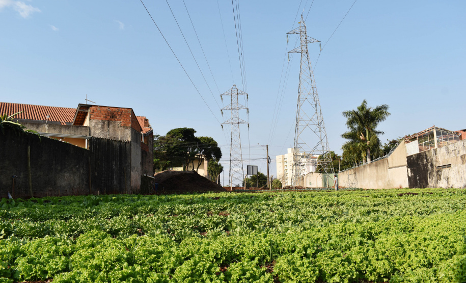Programa Cultivar Energia ganha segunda horta em Londrina